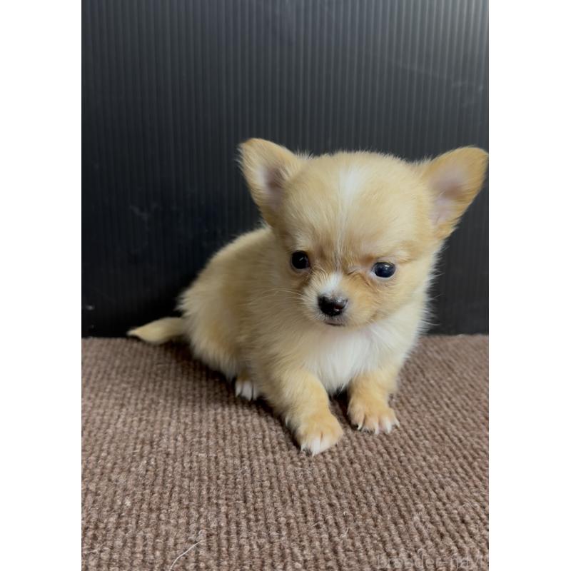 販売中の福岡県のチワワ(ロングコート)-432600の4枚目