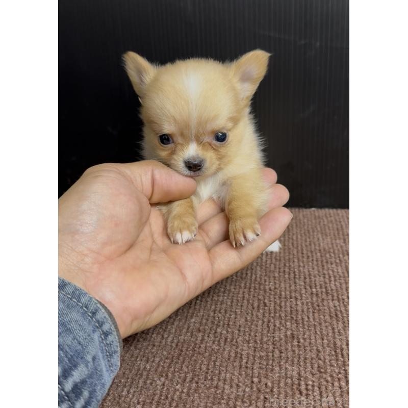 販売中の福岡県のチワワ(ロングコート)-432600の3枚目