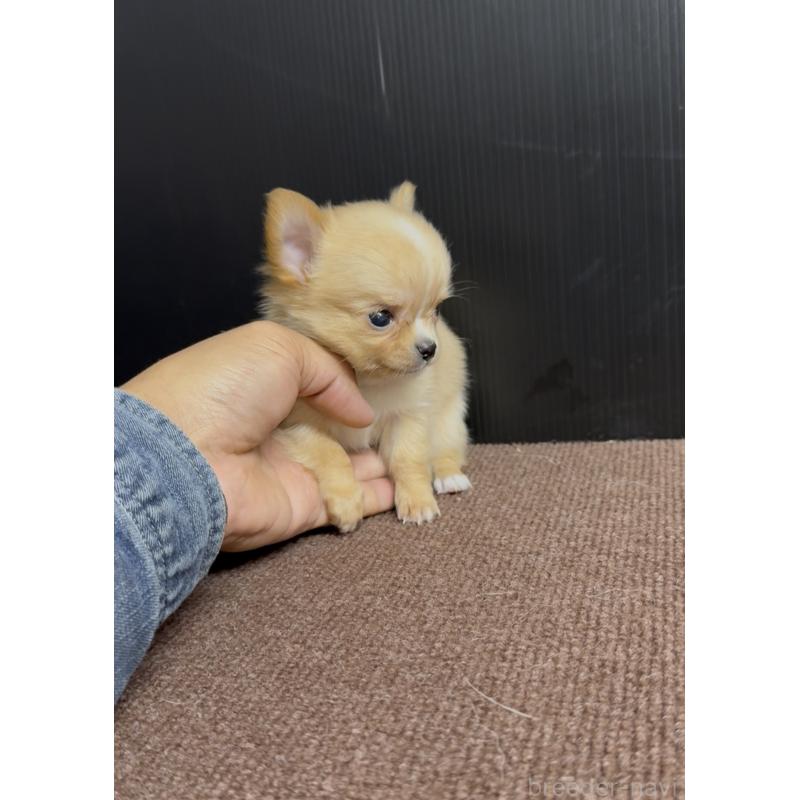 販売中の福岡県のチワワ(ロングコート)-432600の2枚目