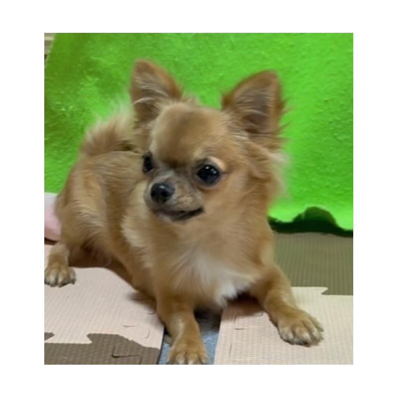 販売中の山口県のチワワ(ロングコート)-432605の6枚目