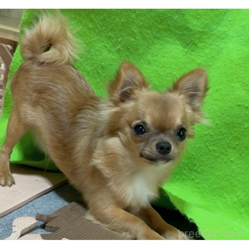 販売中の山口県のチワワ(ロングコート)-432605の5枚目