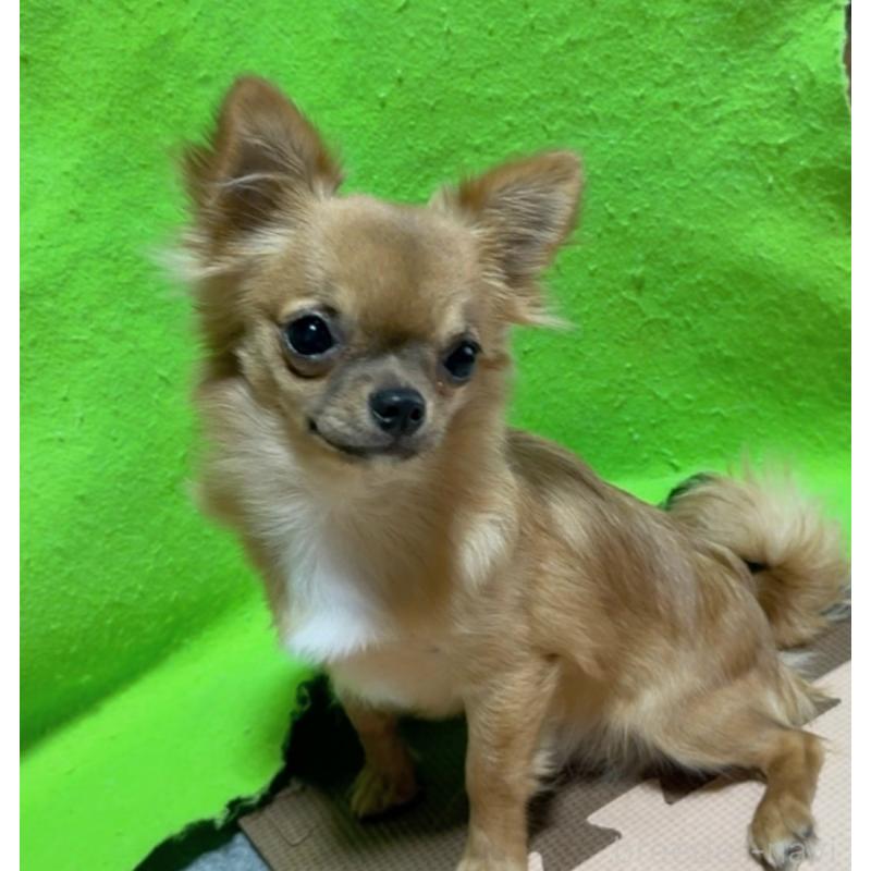 販売中の山口県のチワワ(ロングコート)-432605の2枚目