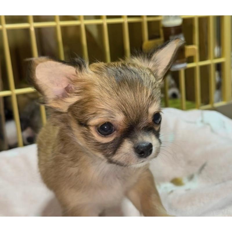 成約済の山口県のチワワ(ロングコート)-430005の3枚目