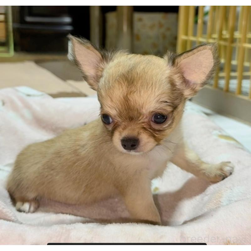 成約済の山口県のチワワ(ロングコート)-430006の3枚目