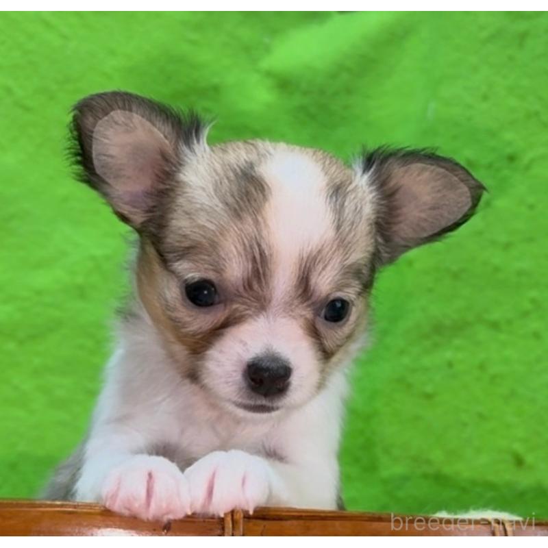 販売中の山口県のチワワ(ロングコート)-432607の8枚目