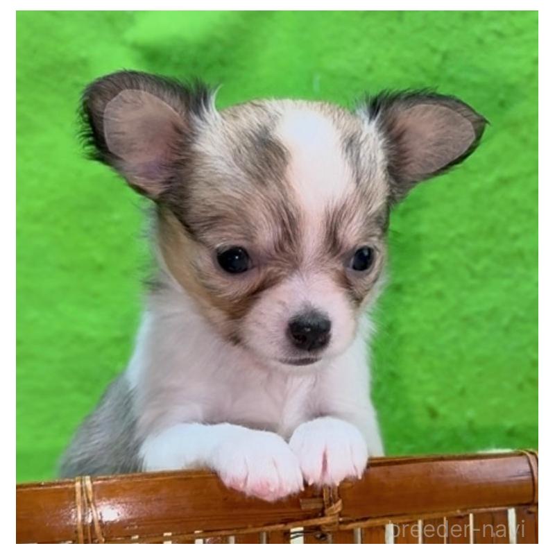 販売中の山口県のチワワ(ロングコート)-432607の7枚目