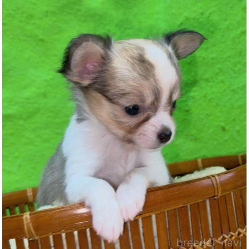 販売中の山口県のチワワ(ロングコート)-432607の6枚目