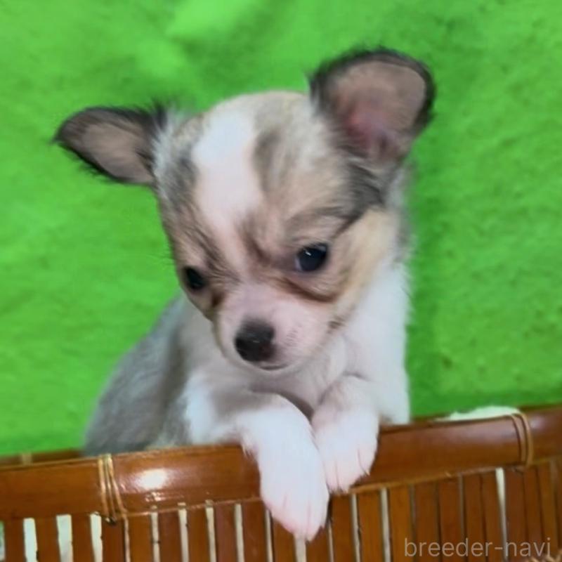 販売中の山口県のチワワ(ロングコート)-432607の5枚目