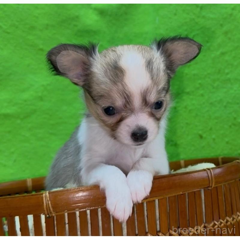 販売中の山口県のチワワ(ロングコート)-432607の4枚目