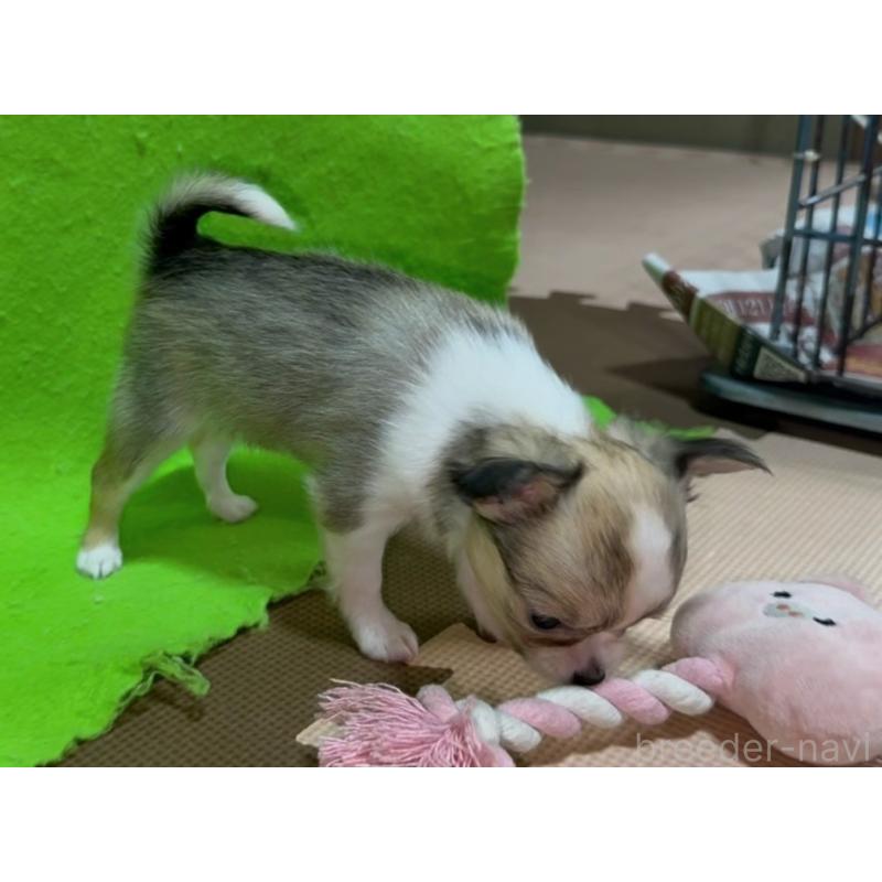 販売中の山口県のチワワ(ロングコート)-432607の3枚目