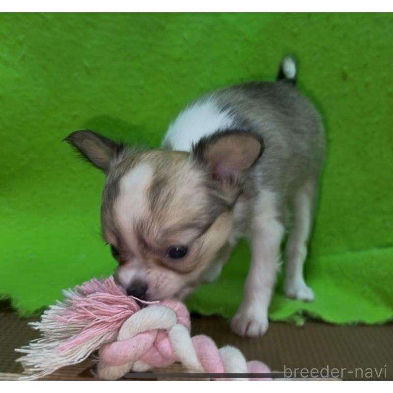 販売中の山口県のチワワ(ロングコート)-432607の2枚目