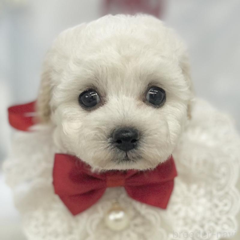 販売中の愛知県のトイプードル-430711