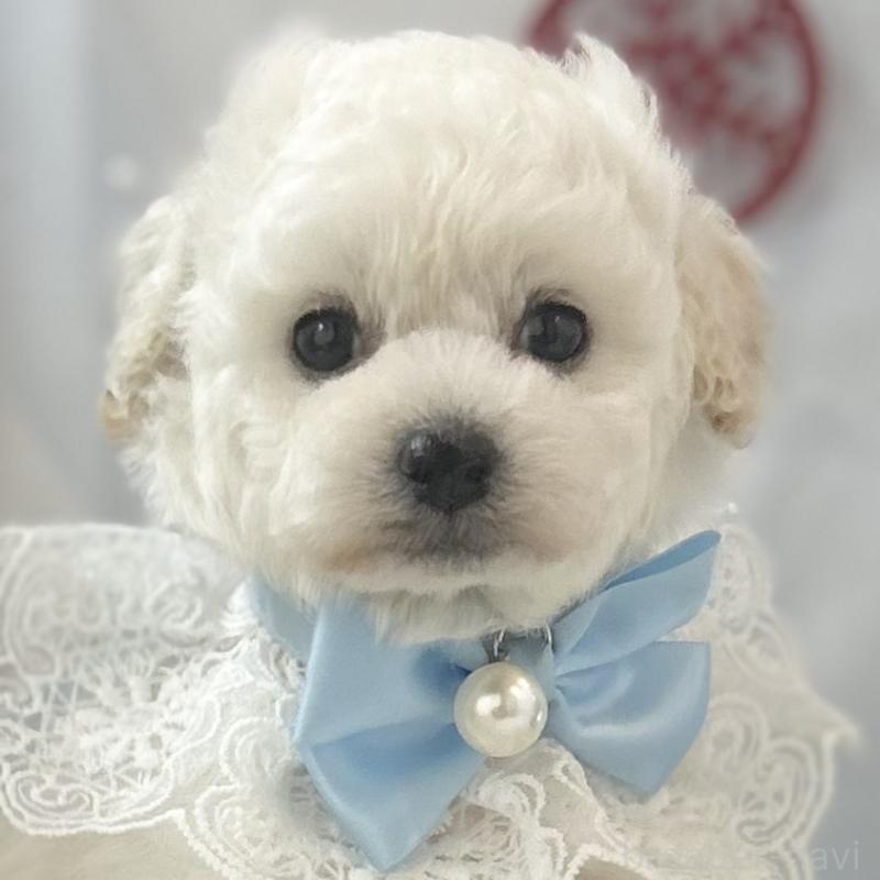 販売中の愛知県のトイプードル-430714