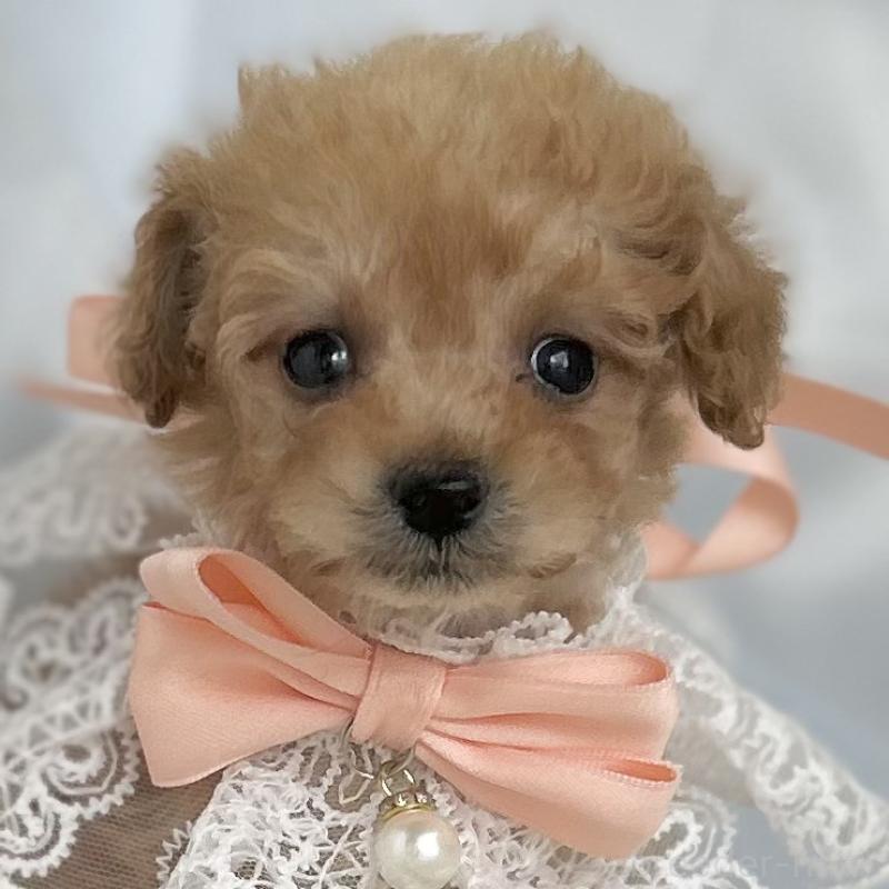 成約済の愛知県のタイニープードル-429313