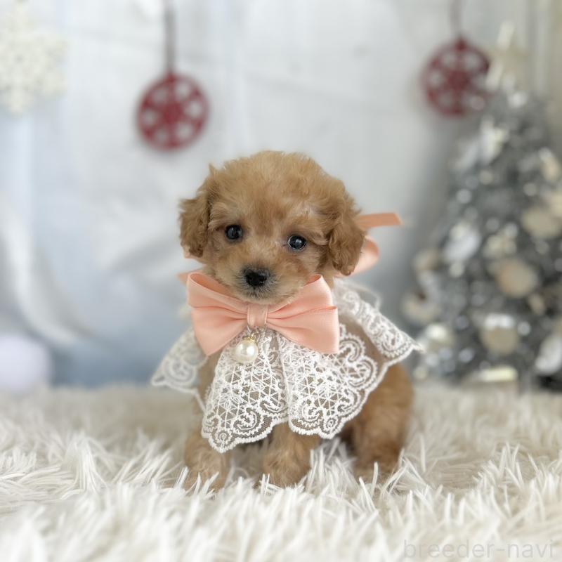 成約済の愛知県のタイニープードル-429313の6枚目