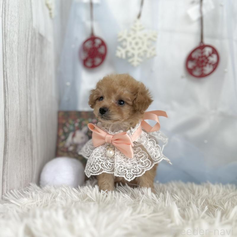 成約済の愛知県のタイニープードル-429313の5枚目