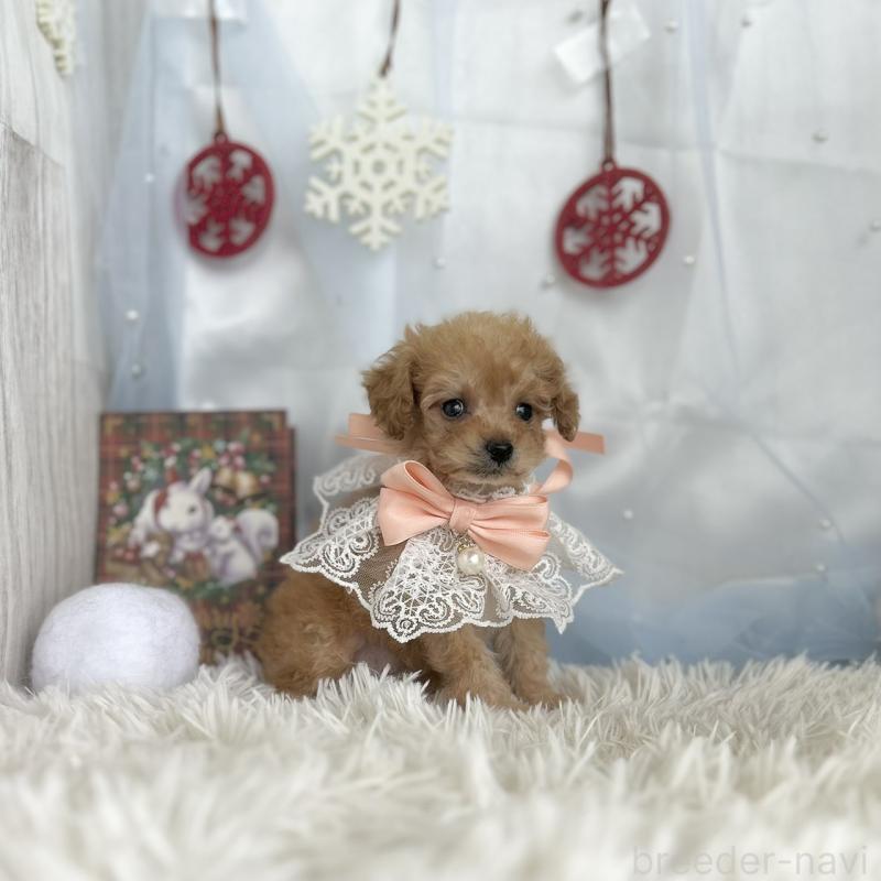 成約済の愛知県のタイニープードル-429313の4枚目