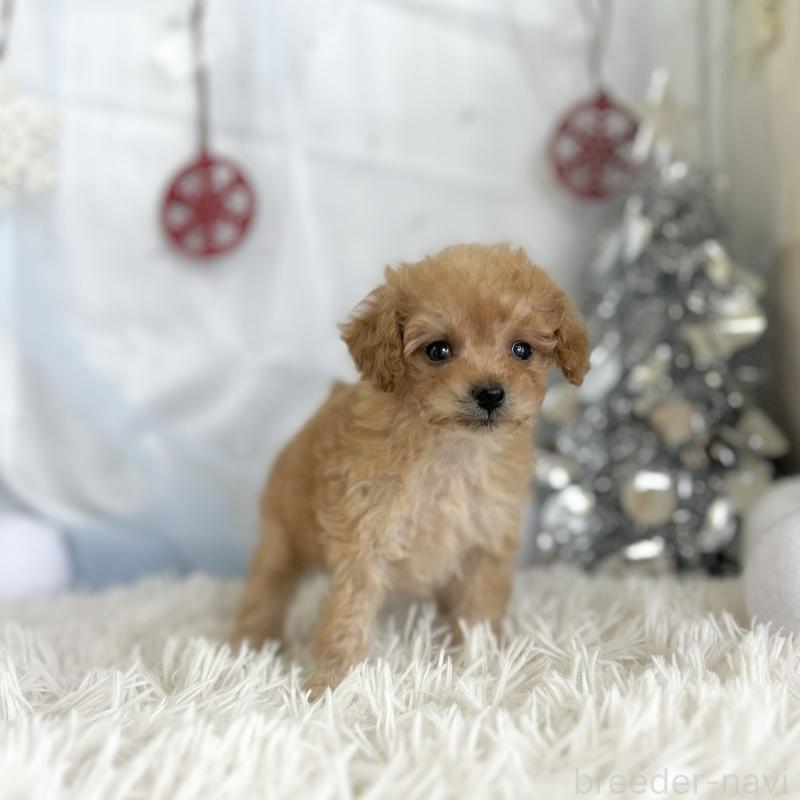 成約済の愛知県のタイニープードル-429313の3枚目