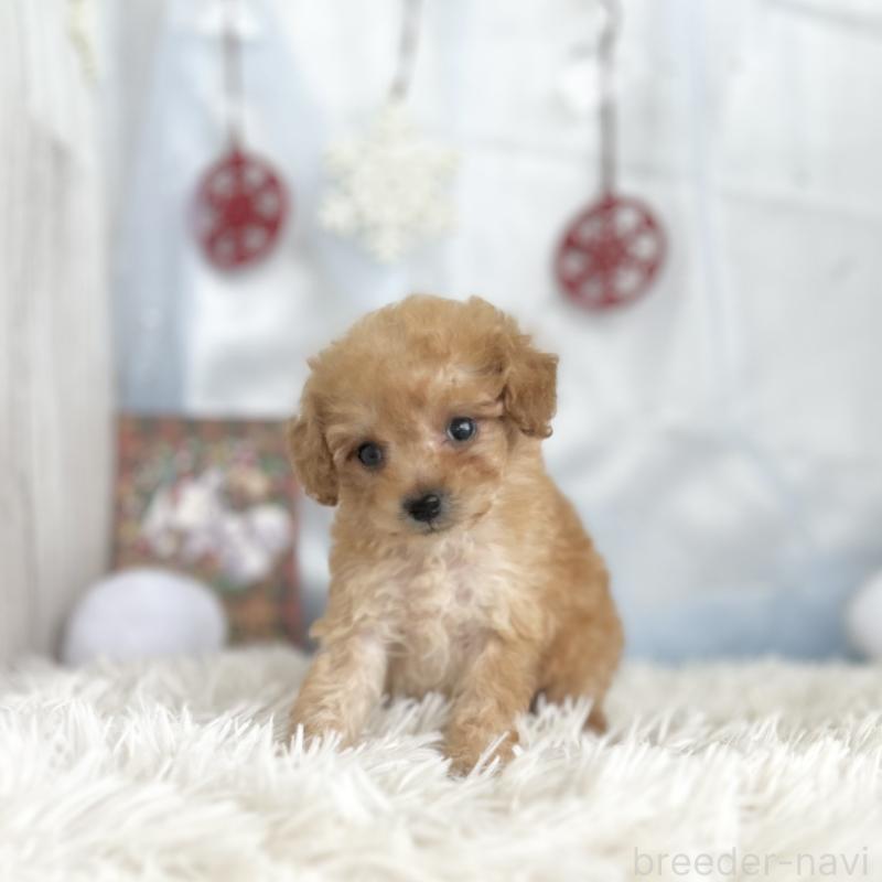 成約済の愛知県のタイニープードル-429313の2枚目