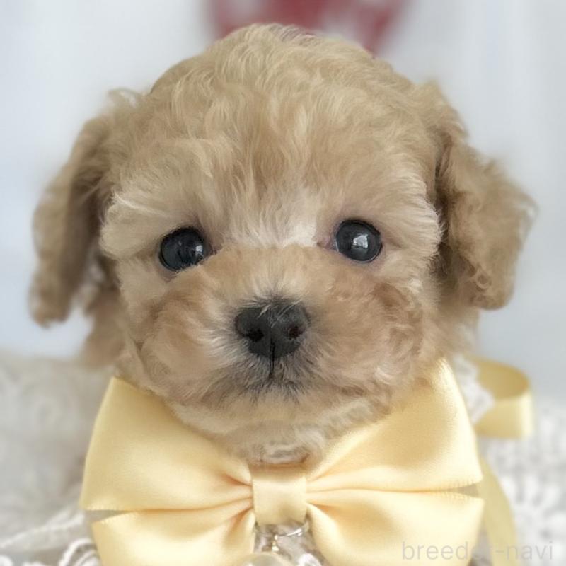 販売中の愛知県のタイニープードル-429315