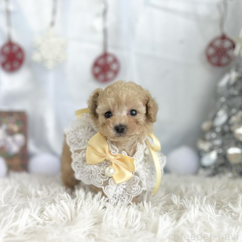 成約済の愛知県のタイニープードル-429315の6枚目