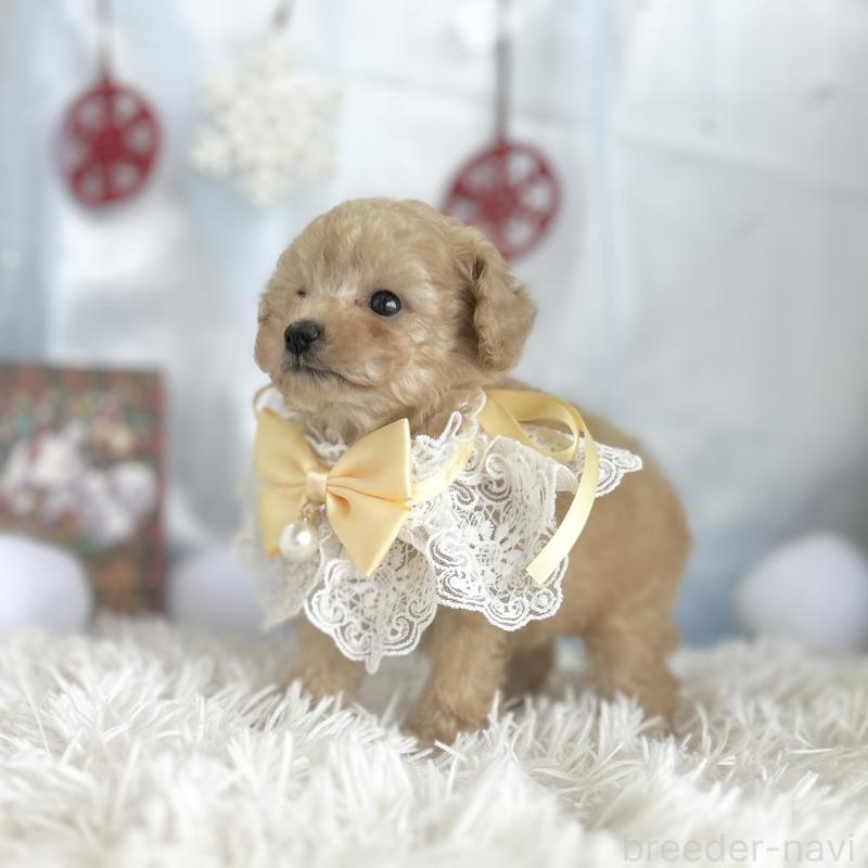 成約済の愛知県のタイニープードル-429315の4枚目