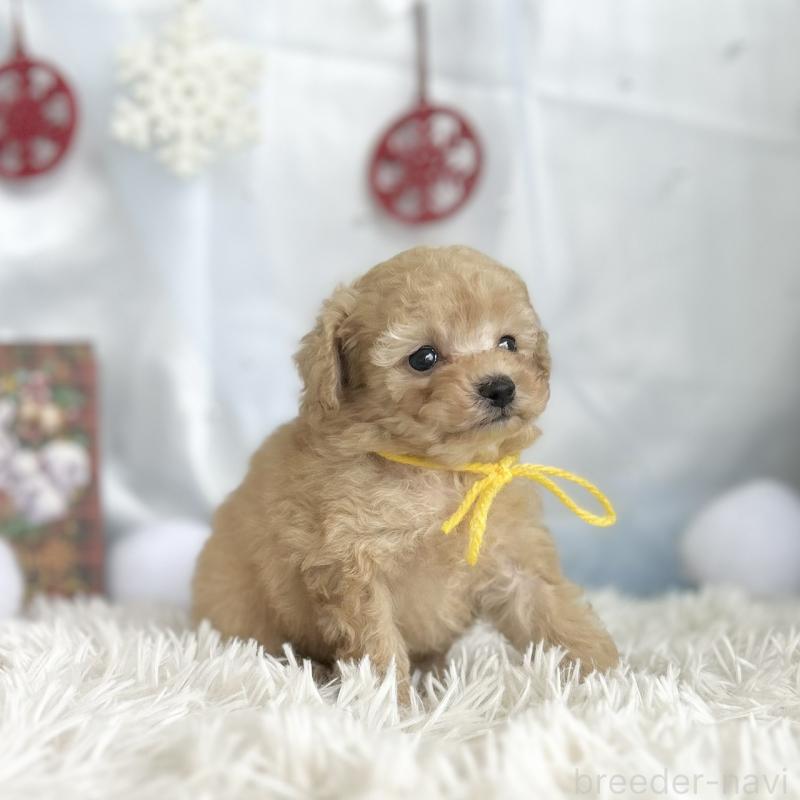 成約済の愛知県のタイニープードル-429315の3枚目