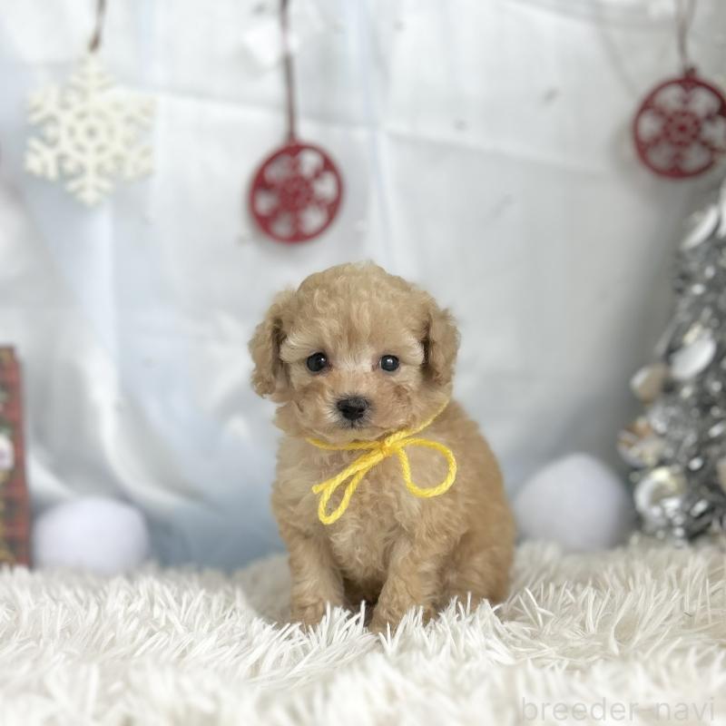 成約済の愛知県のタイニープードル-429315の2枚目