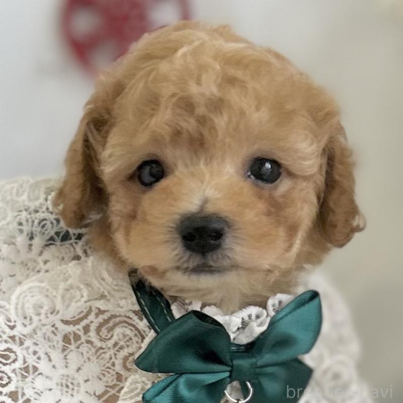 販売中の愛知県のタイニープードル-429314