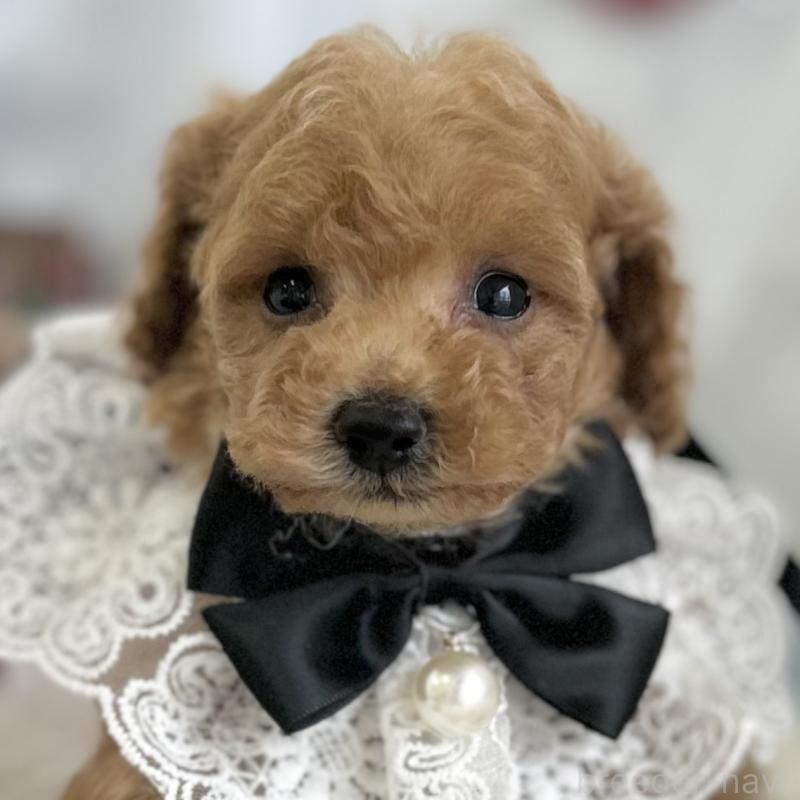 販売中の愛知県のタイニープードル-429317