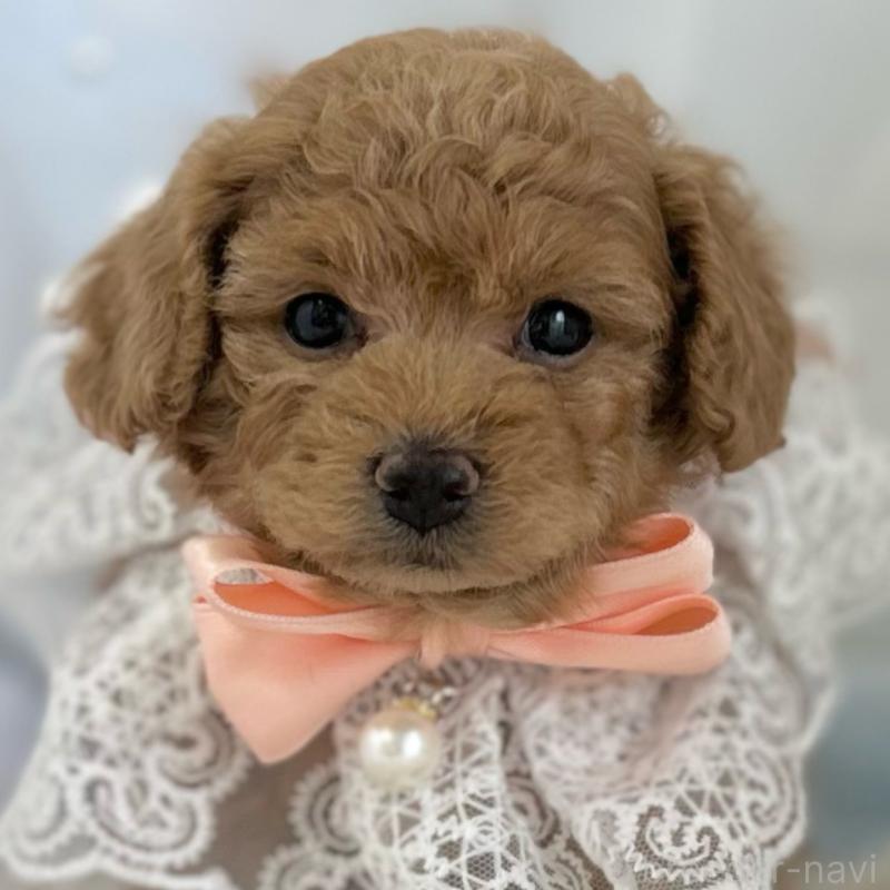 販売中の愛知県のトイプードル-432608の1枚目