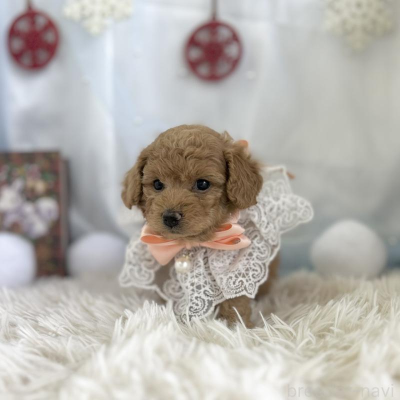 販売中の愛知県のトイプードル-432608の6枚目