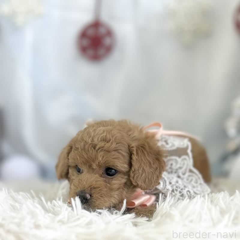 販売中の愛知県のトイプードル-432608の5枚目