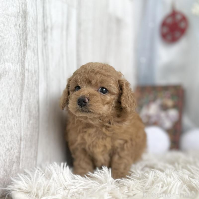 販売中の愛知県のトイプードル-432608の4枚目