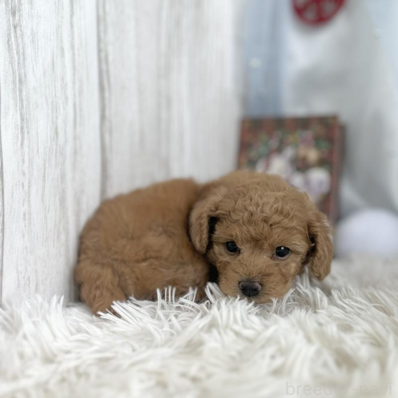 販売中の愛知県のトイプードル-432608の3枚目