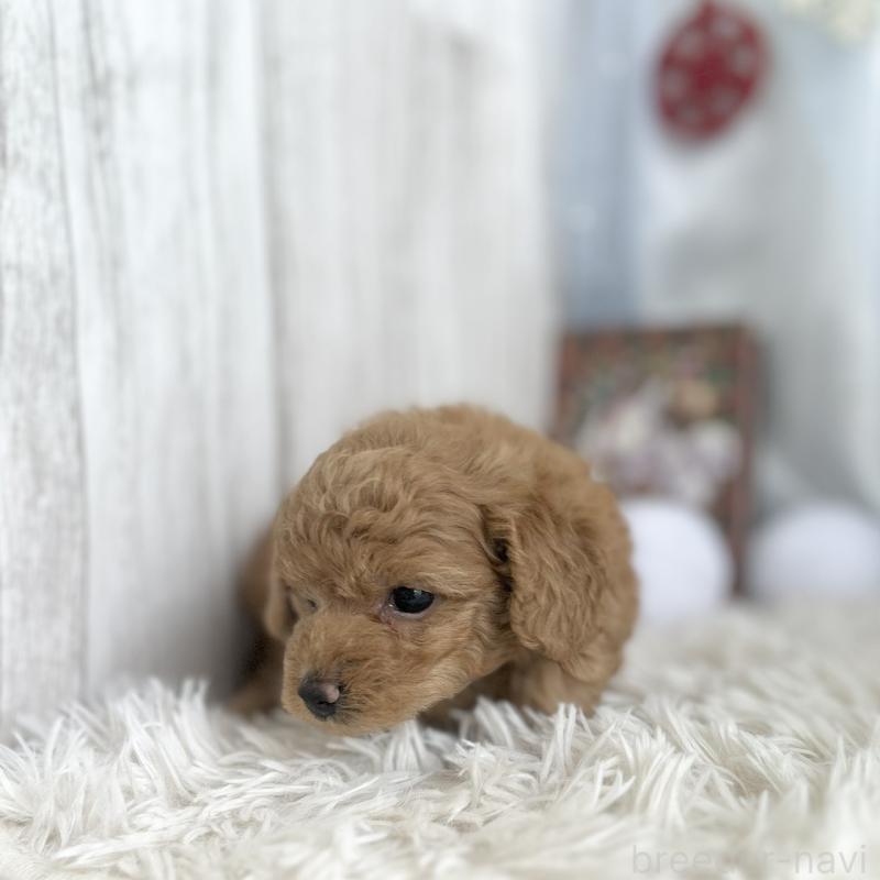 販売中の愛知県のトイプードル-432608の2枚目