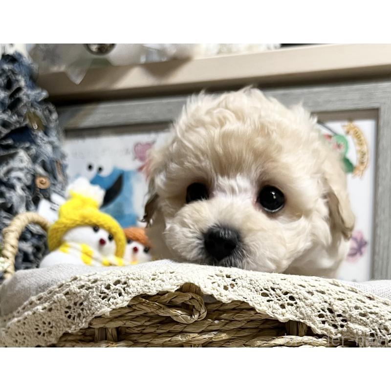 販売中の大阪府のタイニープードル-432613の10枚目