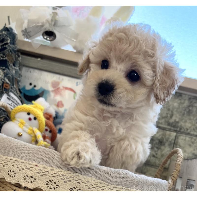 販売中の大阪府のタイニープードル-432613の9枚目