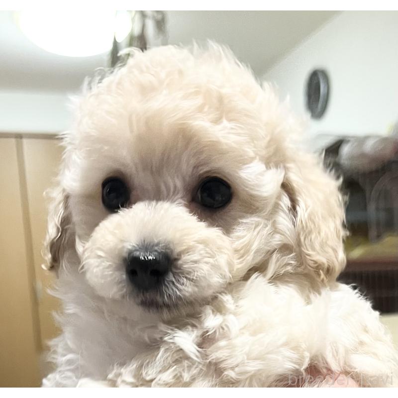 販売中の大阪府のタイニープードル-432613の8枚目