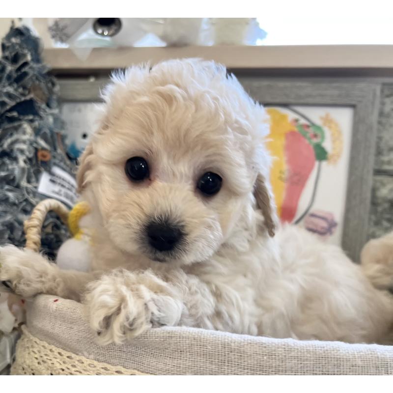 販売中の大阪府のタイニープードル-432613の7枚目
