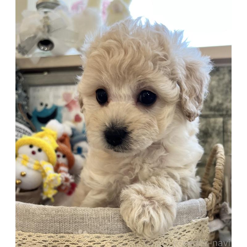 販売中の大阪府のタイニープードル-432613の6枚目