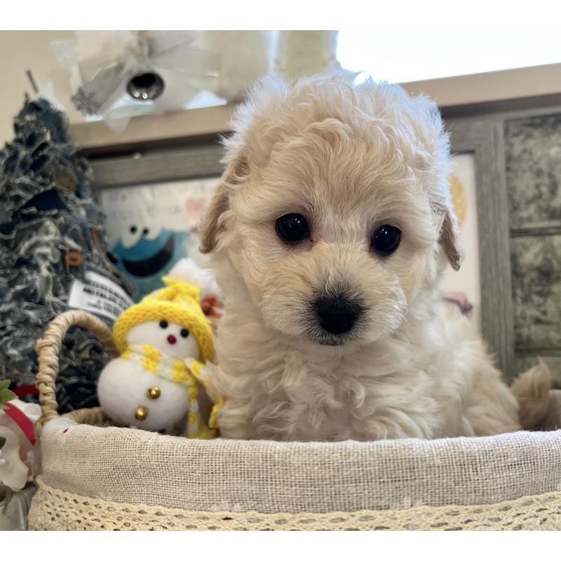 販売中の大阪府のタイニープードル-432613の5枚目