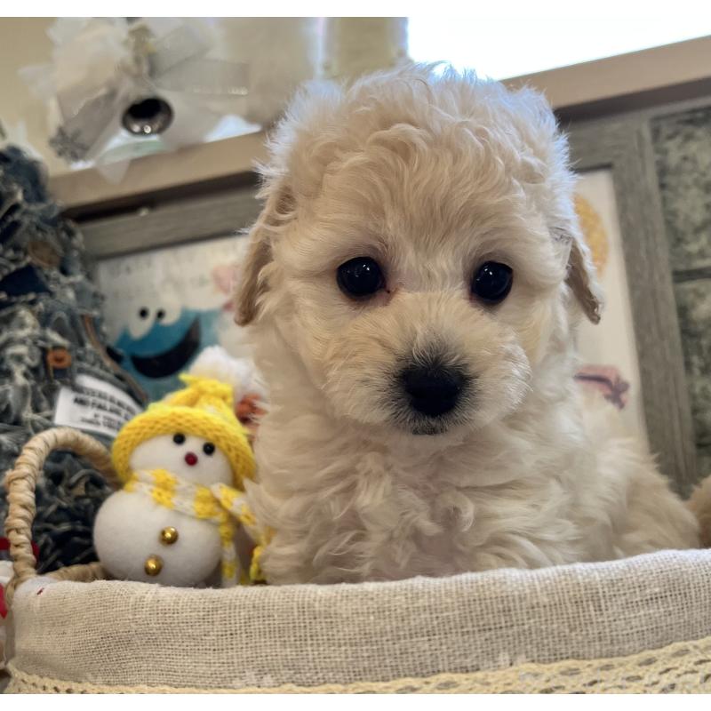 販売中の大阪府のタイニープードル-432613の4枚目