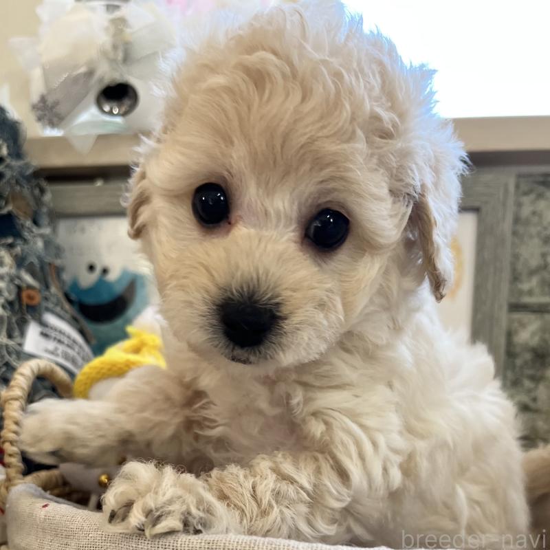 販売中の大阪府のタイニープードル-432613の3枚目