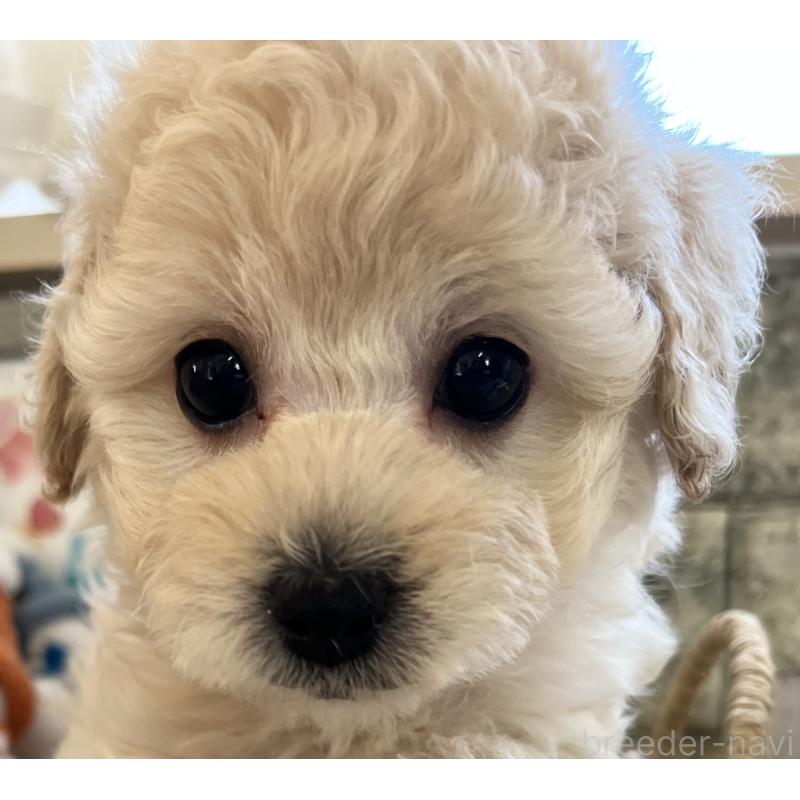 販売中の大阪府のタイニープードル-432613の2枚目