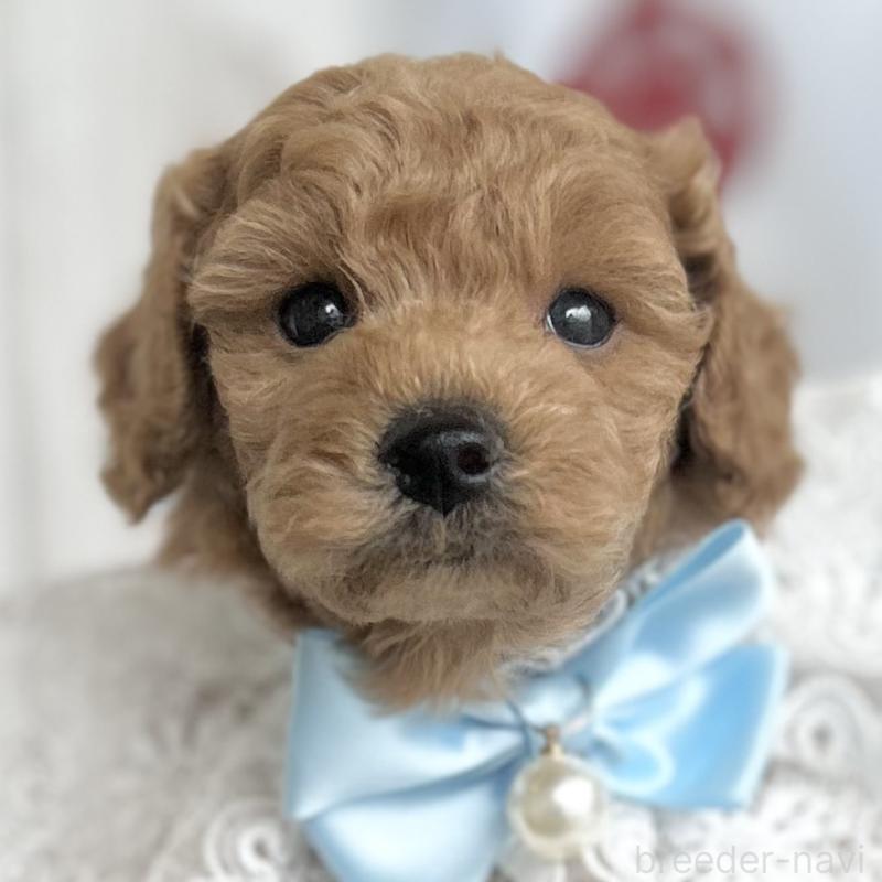 販売中の愛知県のトイプードル-432609