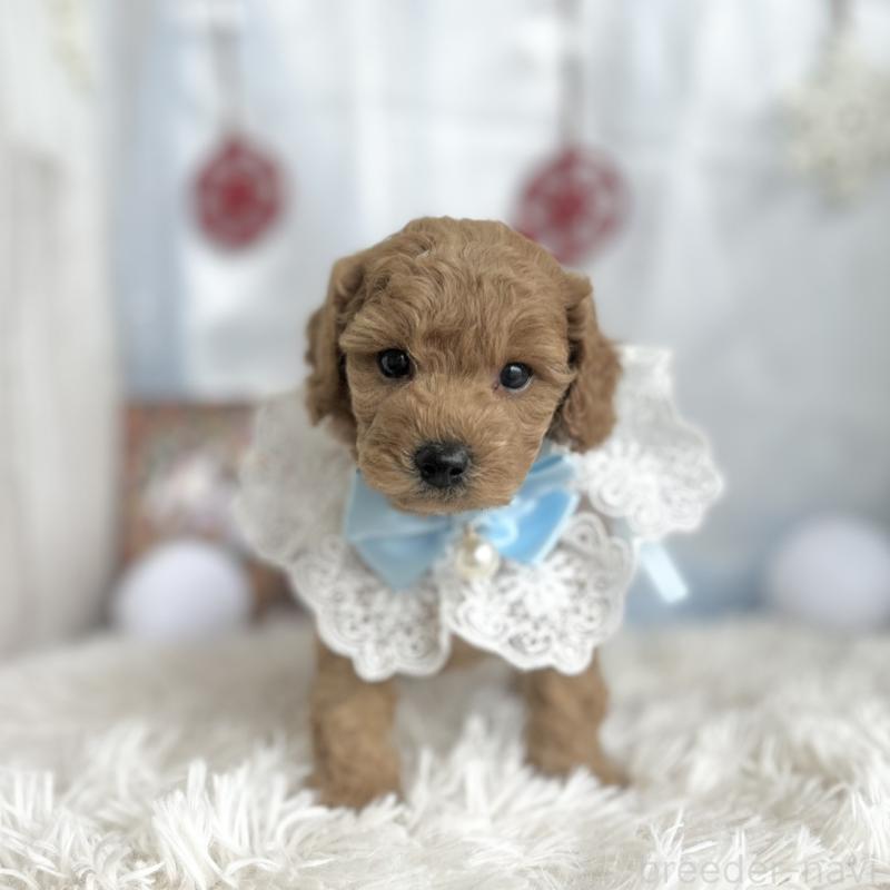 販売中の愛知県のトイプードル-432609の6枚目