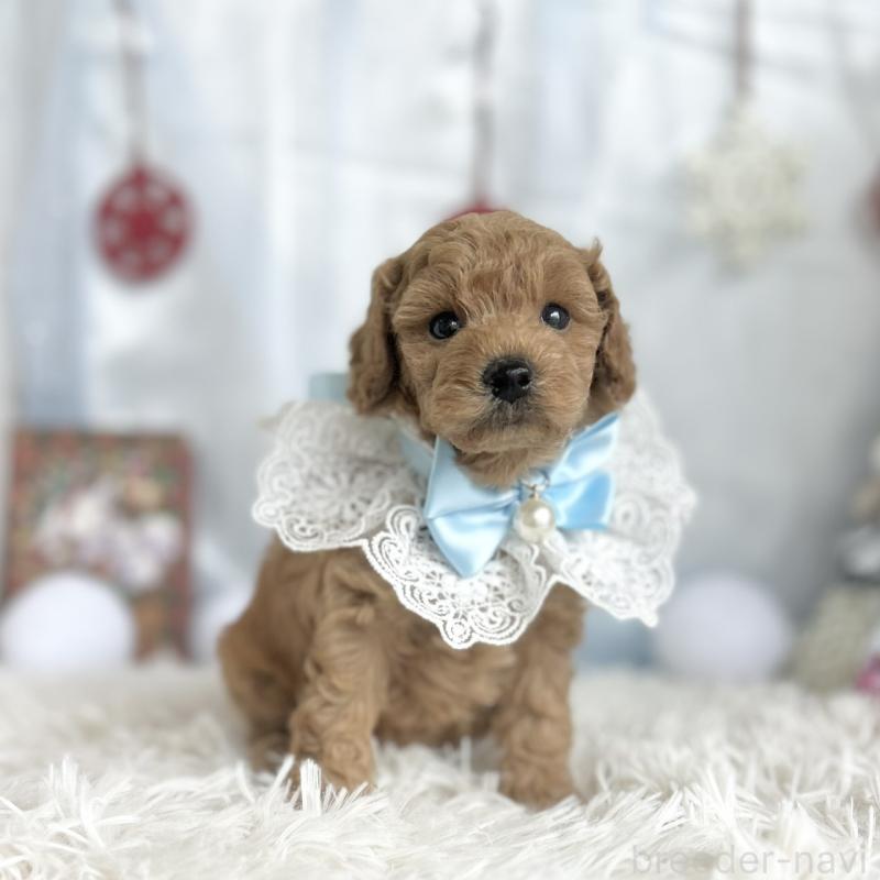 販売中の愛知県のトイプードル-432609の5枚目