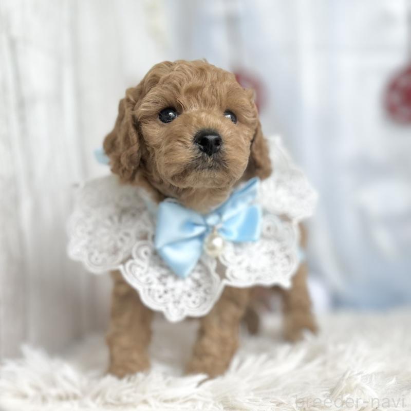 販売中の愛知県のトイプードル-432609の4枚目