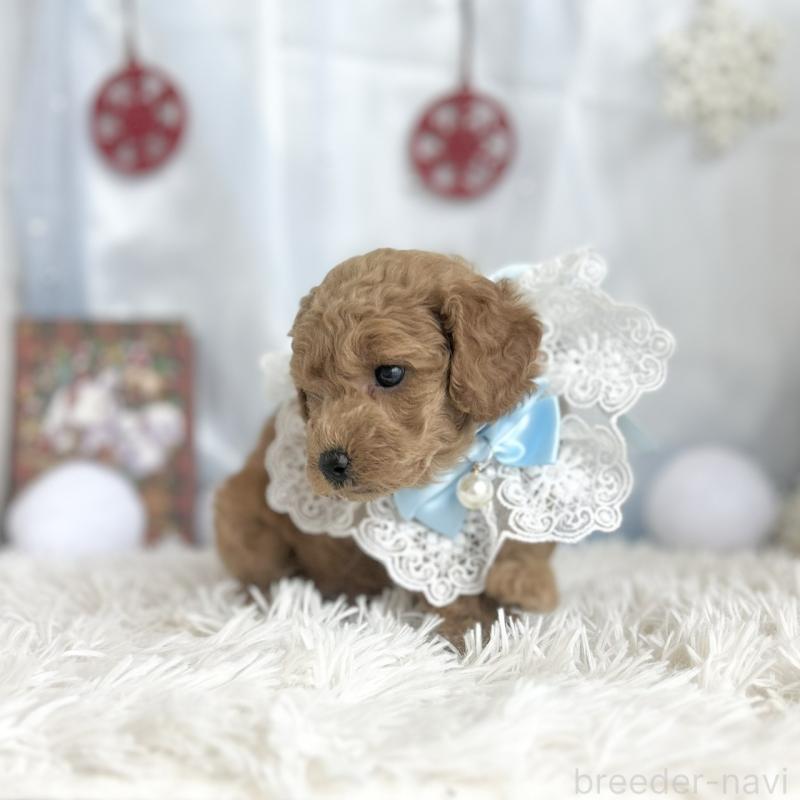 販売中の愛知県のトイプードル-432609の3枚目